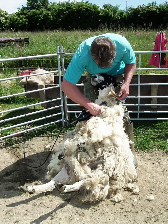PeelnStick Poster of Wool Sheep's Wool Sheep Shearing Sheep Shearing