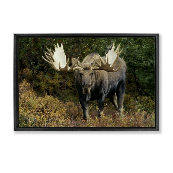 Stupell Industries Bull Moose Face Off Animals Photography Black Floater Framed Canvas Art Print Wall Art, 25 x 17