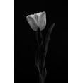 thumbnail image 2 of Gronkjar, Lotte 11x14 Black Ornate Wood Framed with Double Matting Museum Art Print Titled - Tulip, 2 of 4