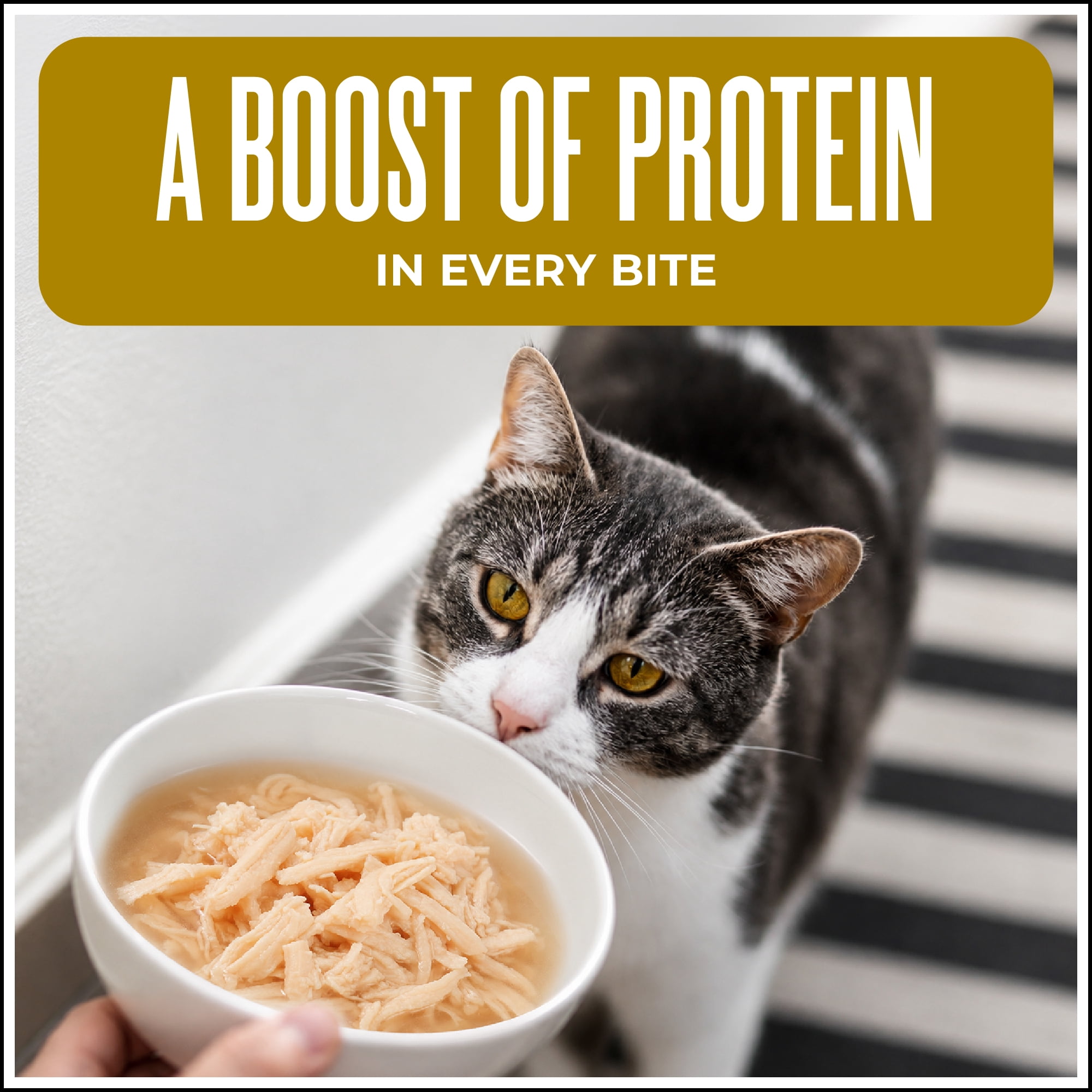 Tiki Cat Born Carnivore Complements Wet Cat Food Topper, Chicken, 2.1 oz. Pouch