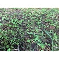 thumbnail image 6 of Flawn Seed Micro Clover Seed Plus Low Mow Grass Seed, Eco-Friendly, Low Growing, Low Maintenance, Kraft Zipper Pouch w/Easy Spread Scoop, Covers Up to 1000 sqft, 6 of 11
