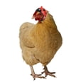 thumbnail image 4 of Casco De Pollo, Casco Pequeño Para Mascotas, Pájaro, Pato, Codorniz, Sombrero, Suministros Para Mascotas sonducket PT001527-02, 4 of 7