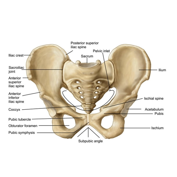 Anatomy of human pelvic bone Poster Print (34 x 23)