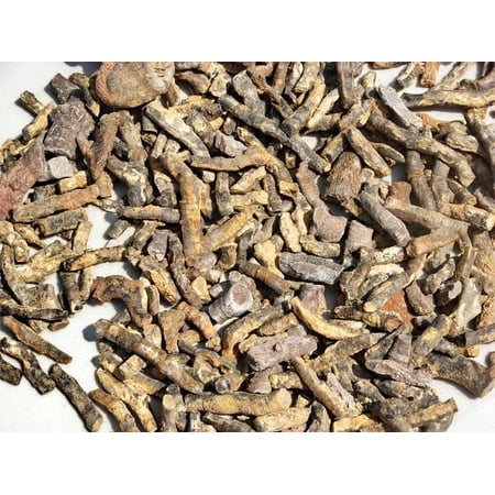 Educational Bulk Crinoid Stem Fossils -1 pound