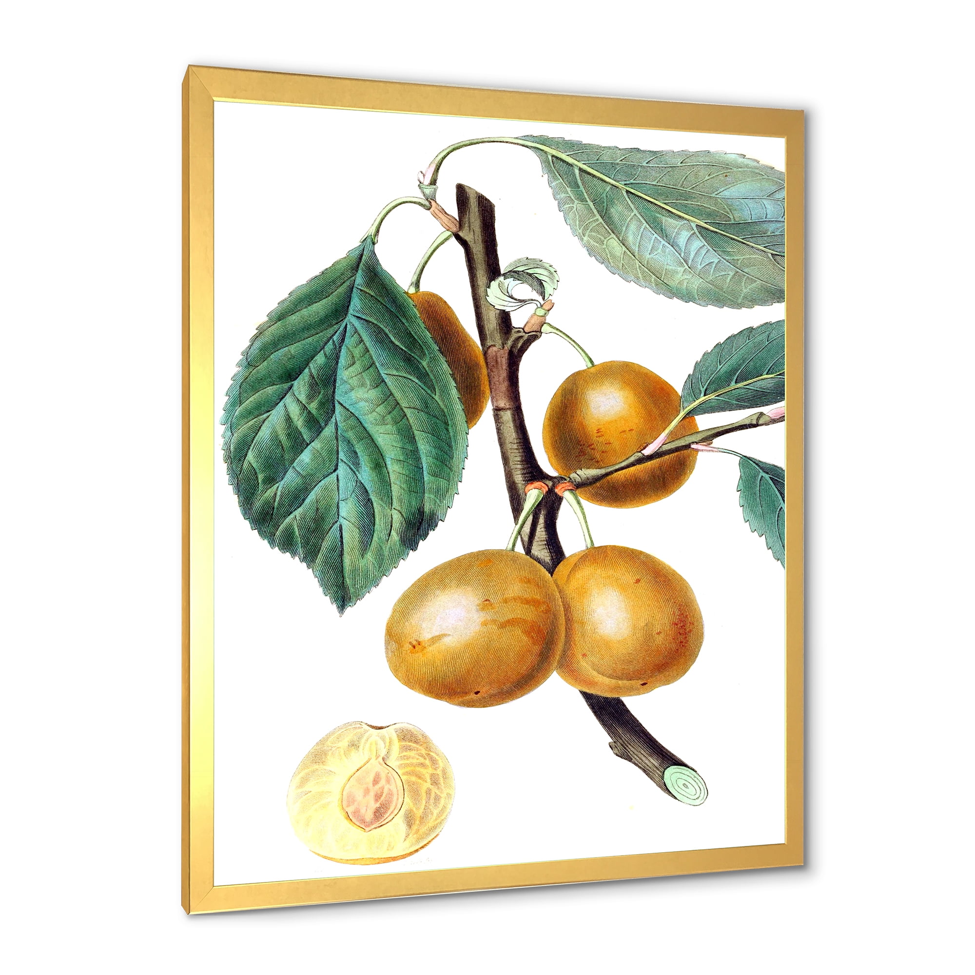 Designart 'Ancient Fruits II' Farmhouse Framed Art Print