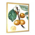 thumbnail image 2 of Designart 'Ancient Fruits II' Farmhouse Framed Art Print, 2 of 4