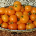 thumbnail image 4 of Proven Winners 4" Tempting Tomatoes Bellini Cocktail Tomato Live Plant in 4.25" Pot (4 Count), 4 of 6