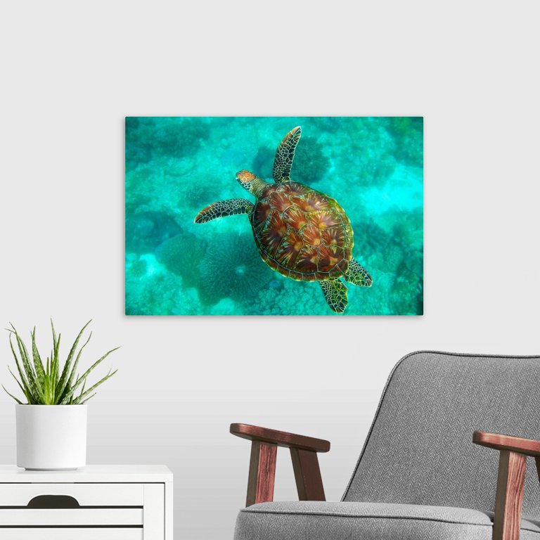 Great BIG Canvas 24x16 Decor Art Sea Turtle Swims Underwater