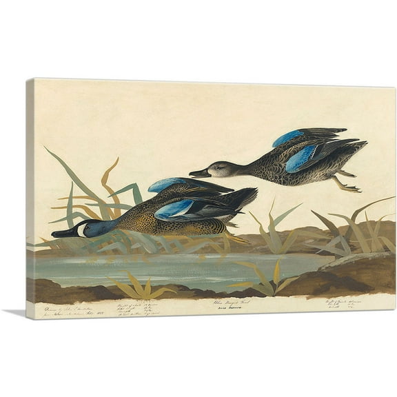 ARTCANVAS Blue-Winged Teal Canvas Art Print by John James Audubon - Size: 26" x 18" (0.75" Deep)