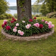 Mixed Colorful Peonies - 4 Roots - Red, Pink, White Peony Flowers-Attracts Butterflies, Bees & Hummingbirds - Sun and Shade Friendly-Spring Garden Perennial