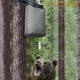 thumbnail image 5 of Tomshoo, 5 of 8