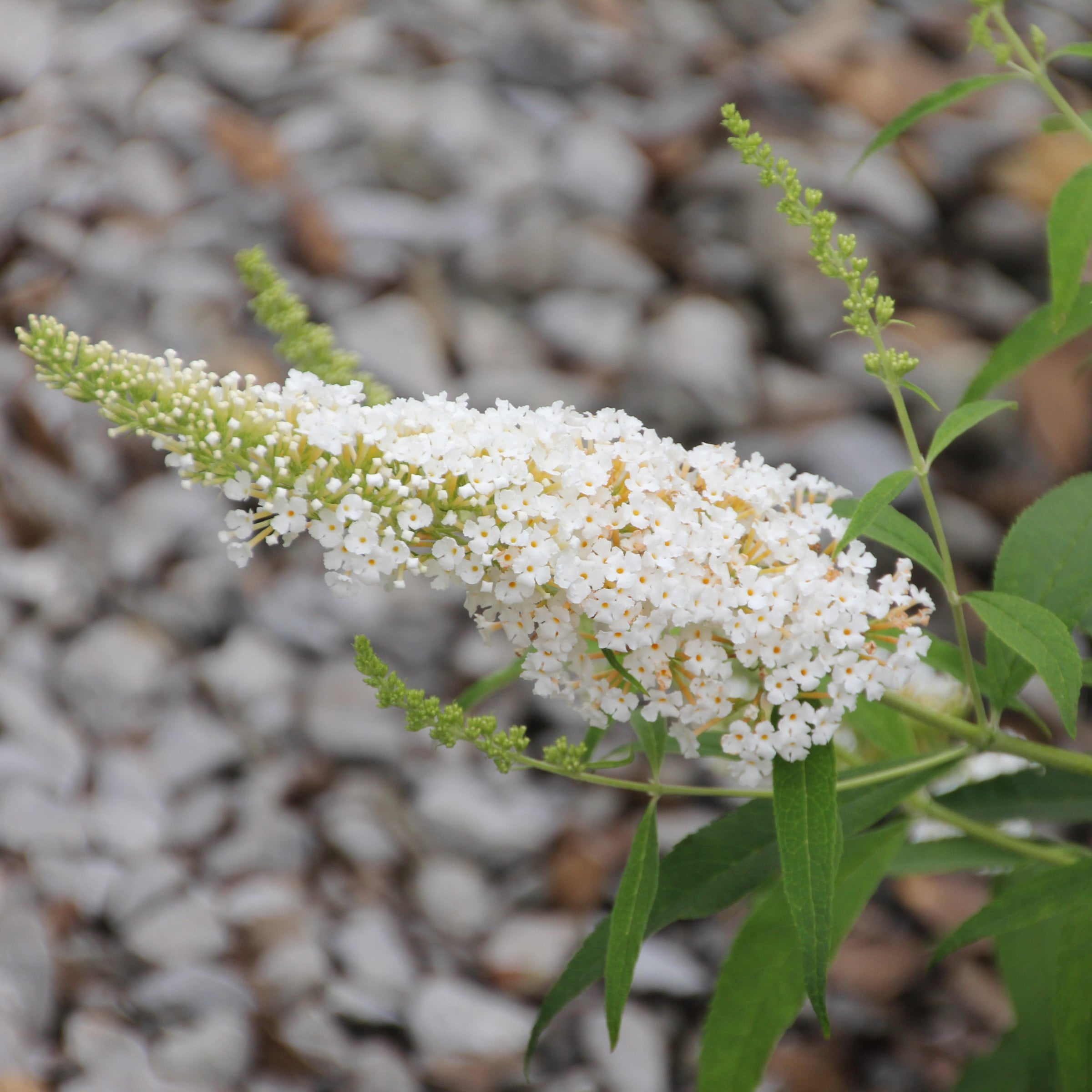 National Plant Network 3.25 in. Buddleia Chrysalis White