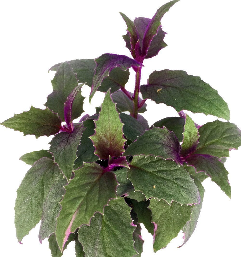 Purple Passion Vine 2.5" Pot Gynura Indoors
