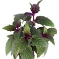 thumbnail image 2 of Purple Passion - 2 Live Plants 2" Pots - EROTIC - Gynura - Indoors, 2 of 3