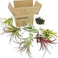 thumbnail image 2 of ragnaroc Air Plants - Tillandsia Brachycaulos Multiflora, Jumbo 5-7" - 6ct - Live Arrival Guaranteed - House Plants for Home Decor & Gift, 2 of 4