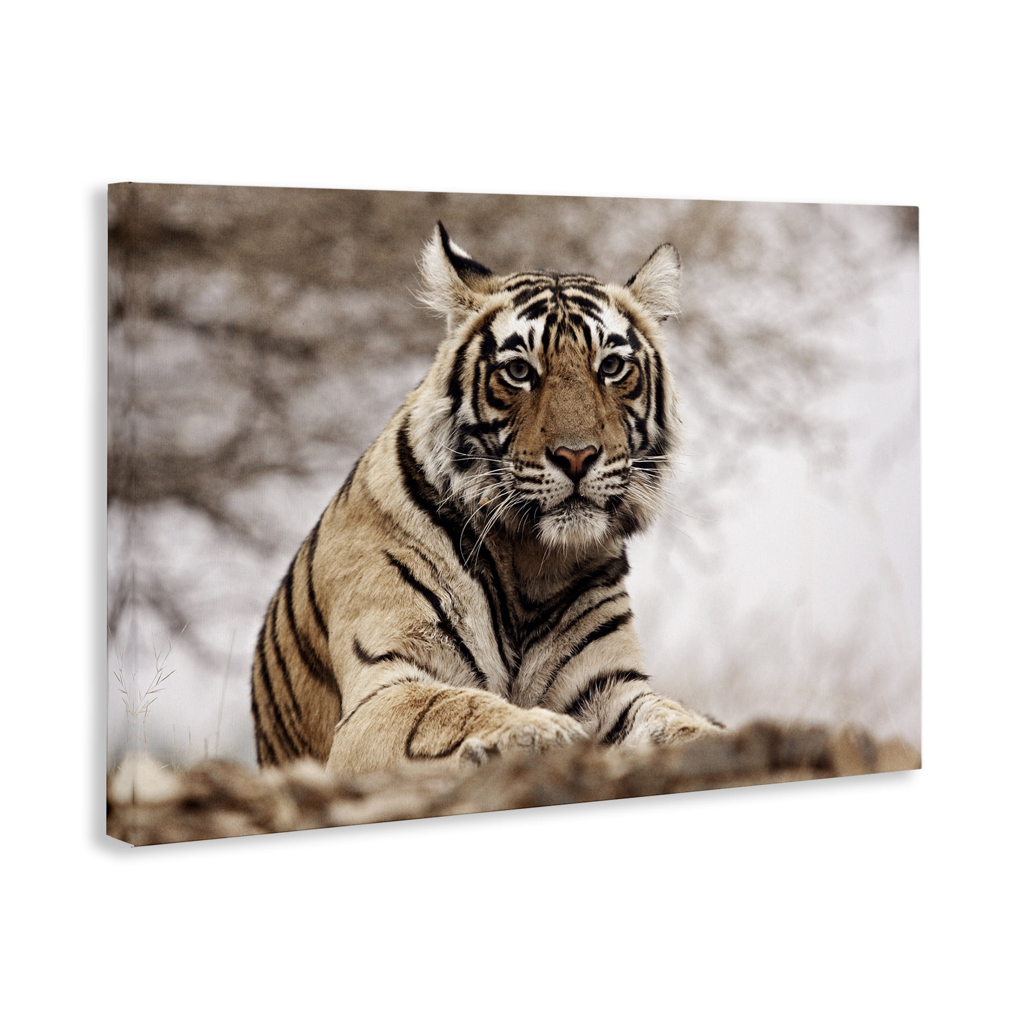 Stupell Industries Strong Tiger Atop Hill Animals & Insects Photography Gallery Wrapped Canvas Art Print Wall Art, 24 x 16