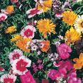 thumbnail image 4 of Ferry-Morse 2.8G Wildflower Fragrant Mixture Annual Flower Seeds, Full Sun, 4 of 11