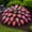 Rainbow-d, variant on Rainbow Hostas for Planting Outdoors--Easy to Grow & Quick Sprouting Garden Decoration(Non-Artificial)
