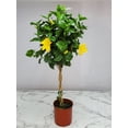 thumbnail image 2 of Tropical Plants of Florida 38" to 44" Braided Yellow Hibiscus Tree; Full Sunlight, Growers Pot, 2 of 5