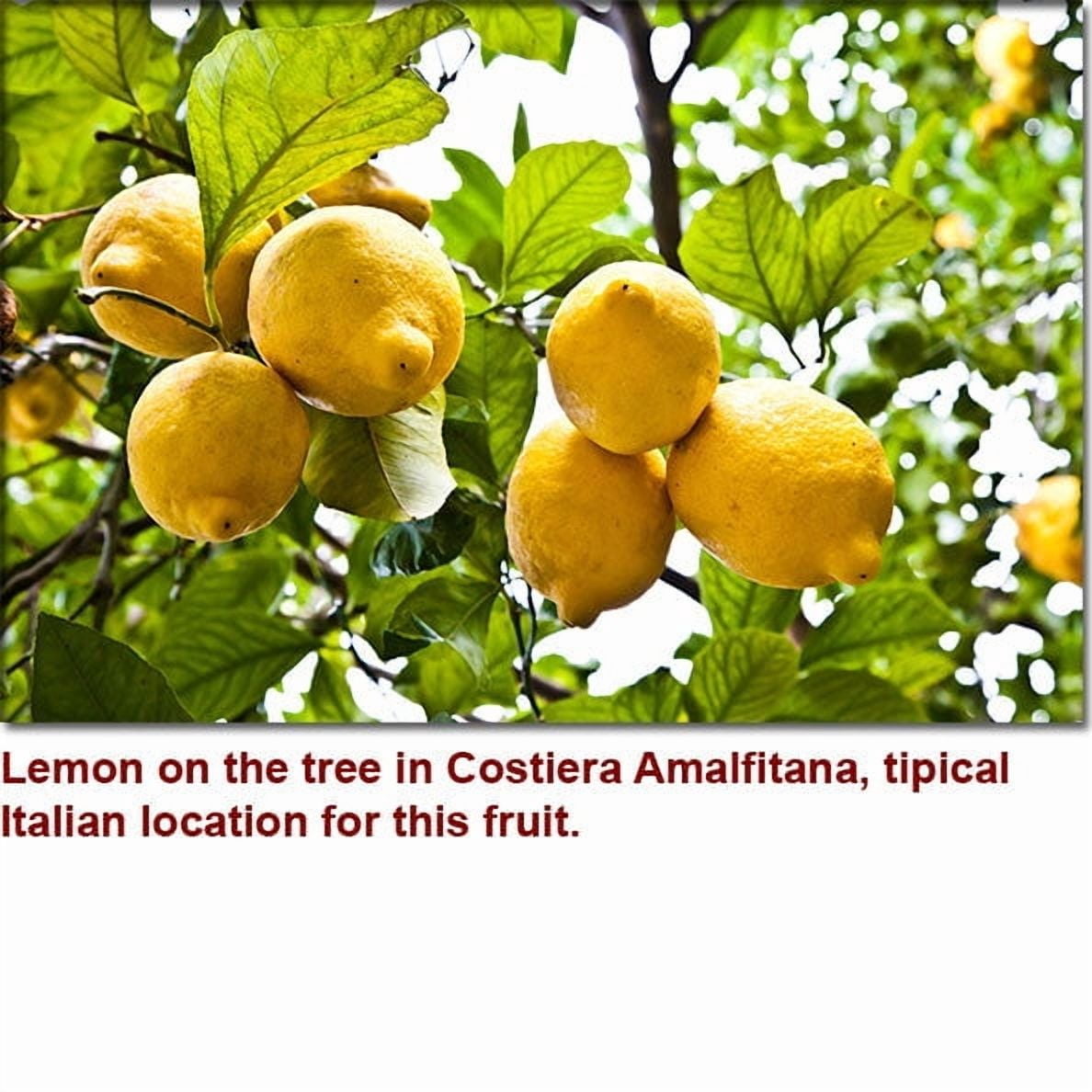 Lemon Essential Oil - 100% Pure and Natural by Silky Scents