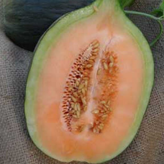 Organic Crenshaw Melon Seeds - 1 g ~30 Seeds - Organic, Heirloom, Open Pollinated, Non-GMO, Farm & Vegetable / Fruit Gardening Seeds
