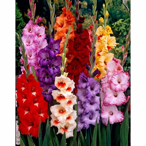 Bloomsz Purple Majesty Gladiolus Flower Bulb Blend 25 Pk Walmart Com Walmart Com