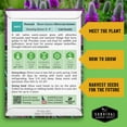 thumbnail image 4 of Purple Prairie Clover Seeds - Full Sun Perennial Native Flower - 3 Packs, 4 of 9