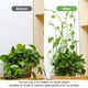 thumbnail image 5 of Clips para plantas de vid Naiovety hebilla de mimbre para pared de escalada 10 piezas/juego, 5 of 6