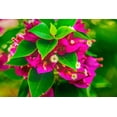 thumbnail image 2 of Perry, William 14x11 White Modern Wood Framed Museum Art Print Titled - Pink bougainvillea closeup-Moorea-Tahiti-French Polynesia, 2 of 4
