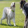thumbnail image 2 of Handheld Ultrasonic barking control device with Wrist Strap, Bark trainer, ultrasonic dog bark deterrent, 2 of 5