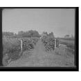 thumbnail image 2 of Historic Framed Print, [Grape vines at Rio Vista, Grosse Ile, Mich.], 17-7/8" x 21-7/8", 2 of 9