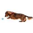 thumbnail image 4 of West Paw Zogoflex Jive Large 3.25" Dog Toy Tangerine, 4 of 9