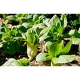 thumbnail image 4 of 2000 * Seeds CANTON PAK CHOI Bok Choy Chinese Cabbage Brassica Rapa Vegetable, 4 of 10