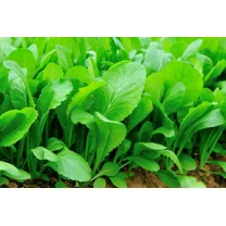 1,000 Florida Broadleaf Mustard Seeds - Non-GMO Heirloom Mustard - Bulk Seed