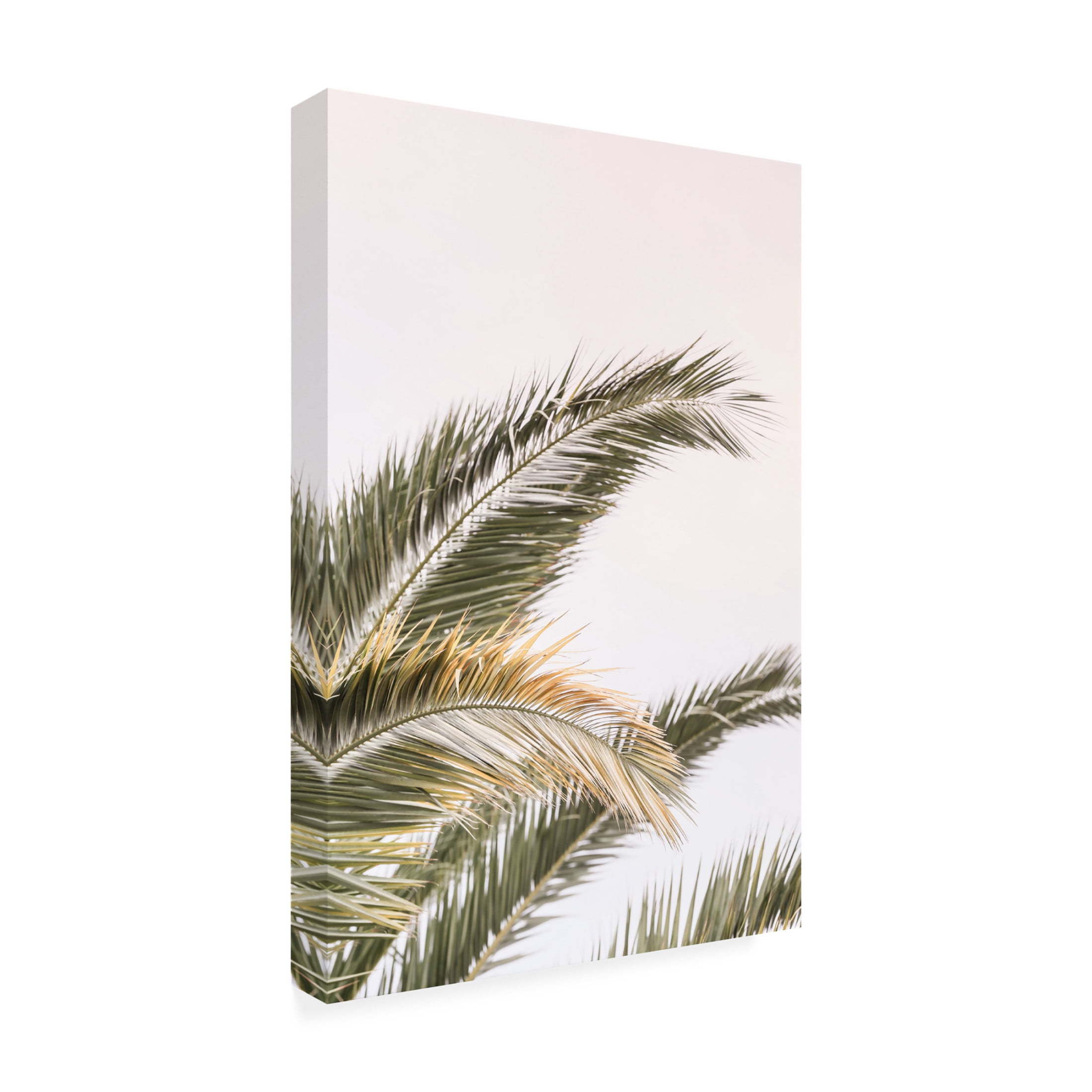 Trademark Fine Art Shot by Clint Oasis Palm 03 Canvas Wall Art