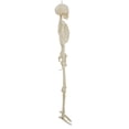 thumbnail image 3 of Way To Celebrate 5 ft Poseable LED Illuminated Skeleton Halloween Decoration, 3 of 6