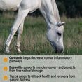thumbnail image 4 of Suplemento para caballos Absorbine Bute-Less Performance 1,7 kg, 4 of 7