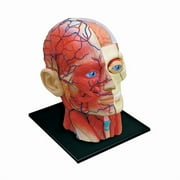 4D Master 4D Human Anatomy - Head Anatomy Model