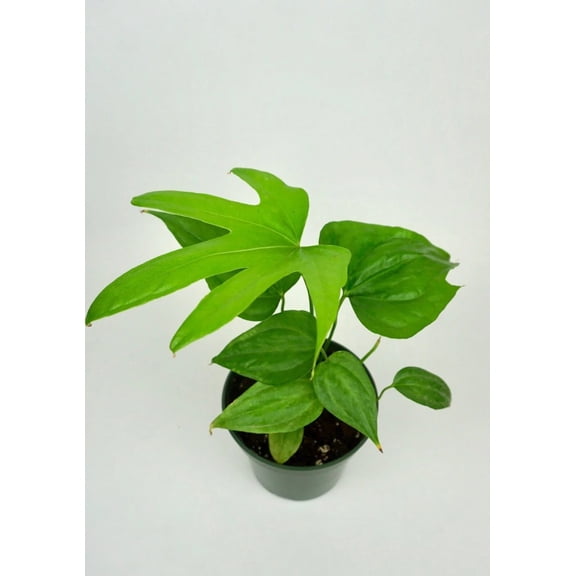 Fingers Anthurium - 1 Live Starter Plant - Anthurium Pedatoradiatum - Striking Compact Houseplant