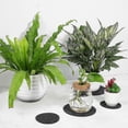 thumbnail image 3 of 6 Pcs Felt Plant Coaster Mats Planter Saucer Flower Pot Mat Felt Pads Round Absorbent Coasters For Indoor And Outdoor, 3 of 4