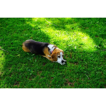 Canvas Print Beagle Domestic Dog Hunting Dog Dog Dog Face Stretched Canvas 10 x