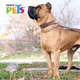 thumbnail image 2 of Collar De Entrenamiento (4.0 Mm) 60 Cm Fancy Pets 60 cm, 2 of 2