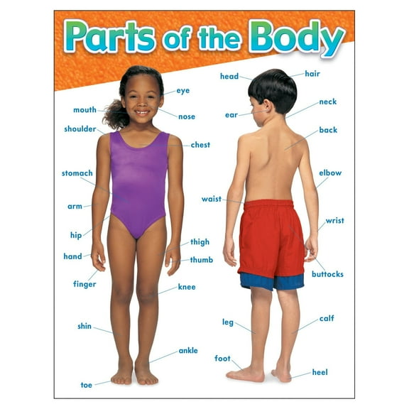 Parts of the Body Learning Chart, Classroom Decor poster