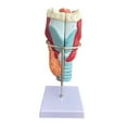 thumbnail image 4 of Modelo anatómico de laringe humana, herramienta educativa científica, ampliado 2x, desmontable, modelo científico de garganta para investigación y, 4 of 9