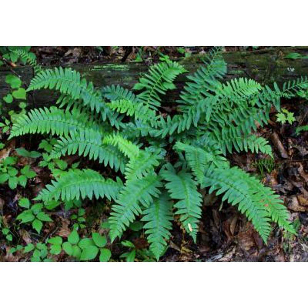 Classy Groundcovers Christmas Fern Dagger Fern, Polystic Faux