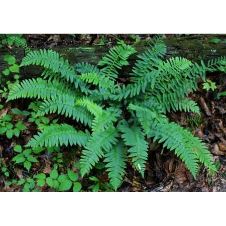 The Christmas Plant Classy Groundcovers - Christmas Fern Dagger Fern, Polystic Faux-acrostiche {10 Bare Root plants} ()