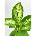 thumbnail image 2 of Bumble Plants Dieffenbachia Memoria Corsii 'Amy' - Full Live Colorful Houseplant in Nursery Pot, Easy Care, Indoor Plant for Beginners, 2 of 4