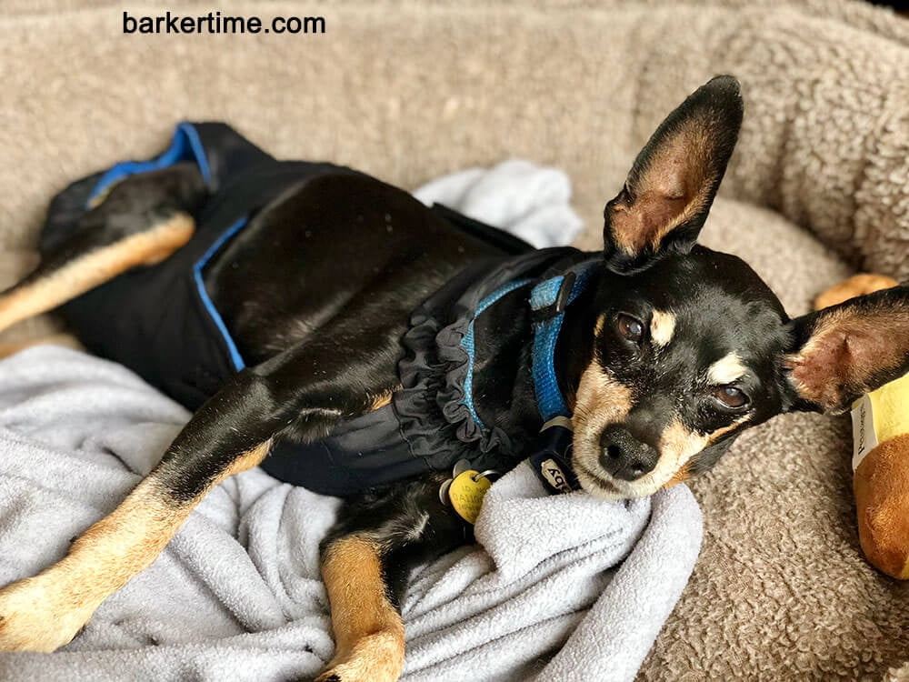 Barkertime Midnight Black Mystique Dog Diaper Overall