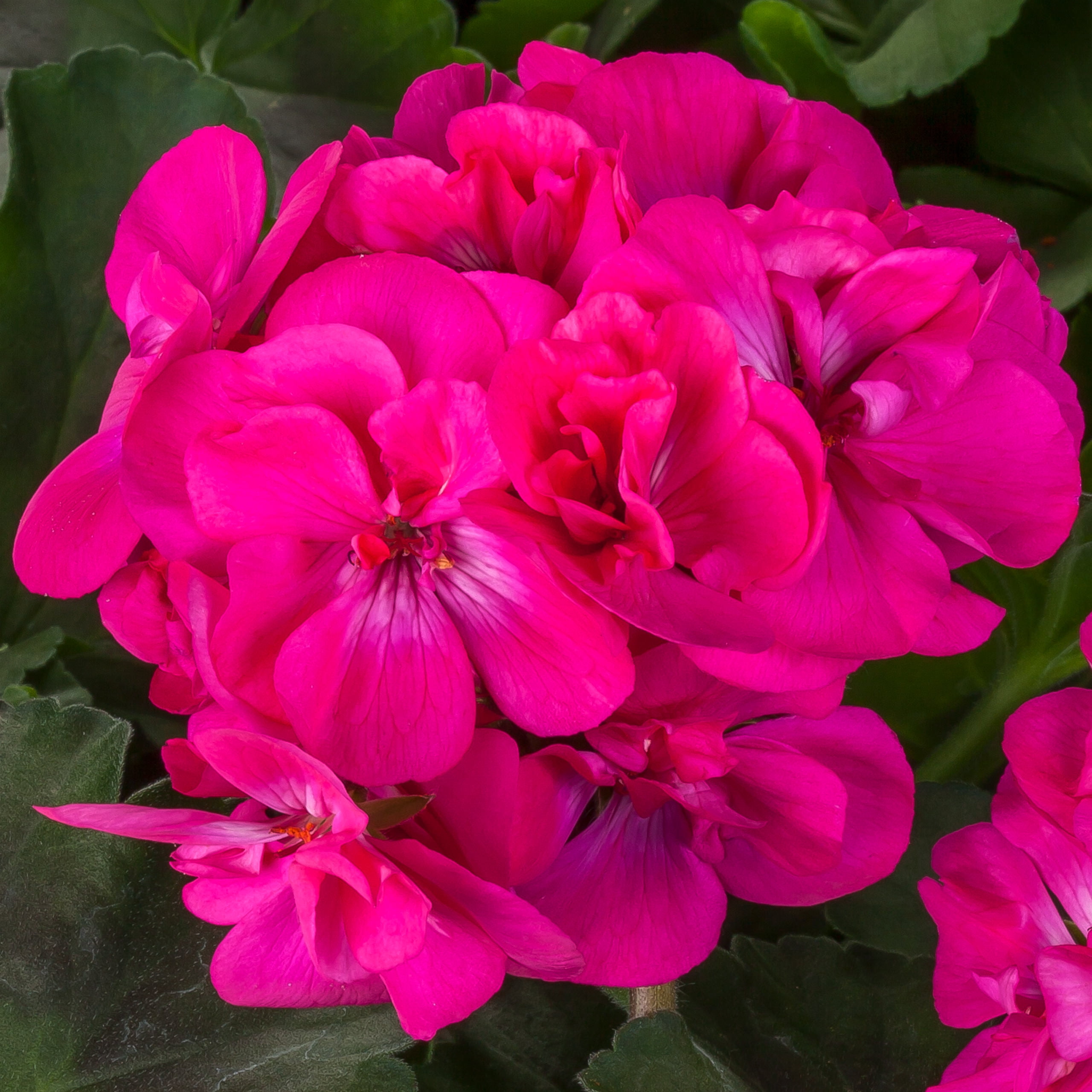 Better Homes & Gardens 2 Quart Multicolor Pink Zonal Geranium Annual Live Plants