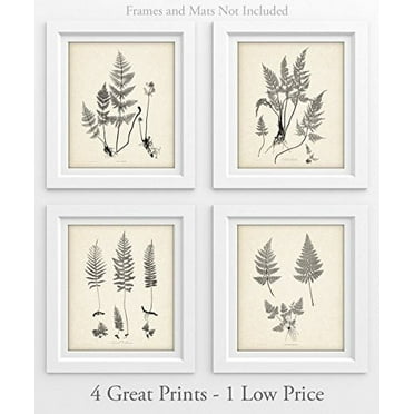 Ferns - Set of 4 11x14 Unframed Art Prints - Great Home Decor